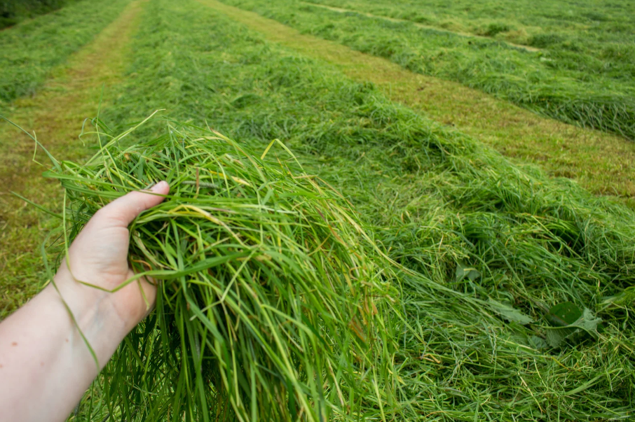 Eine Hand hält eine große Menge frisches, grünes Gras über einem Feld mit gemähtem Gras.