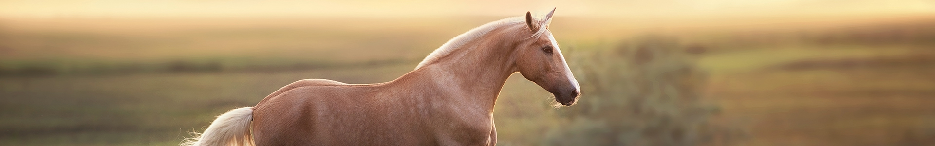 Ein braunes Pferd läuft in einer weiten, grünen Landschaft bei Sonnenuntergang.