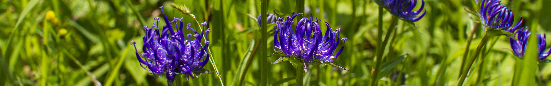 Drei violette Blumen in einem grünen Feld, umgeben von Gras und anderen Pflanzen.