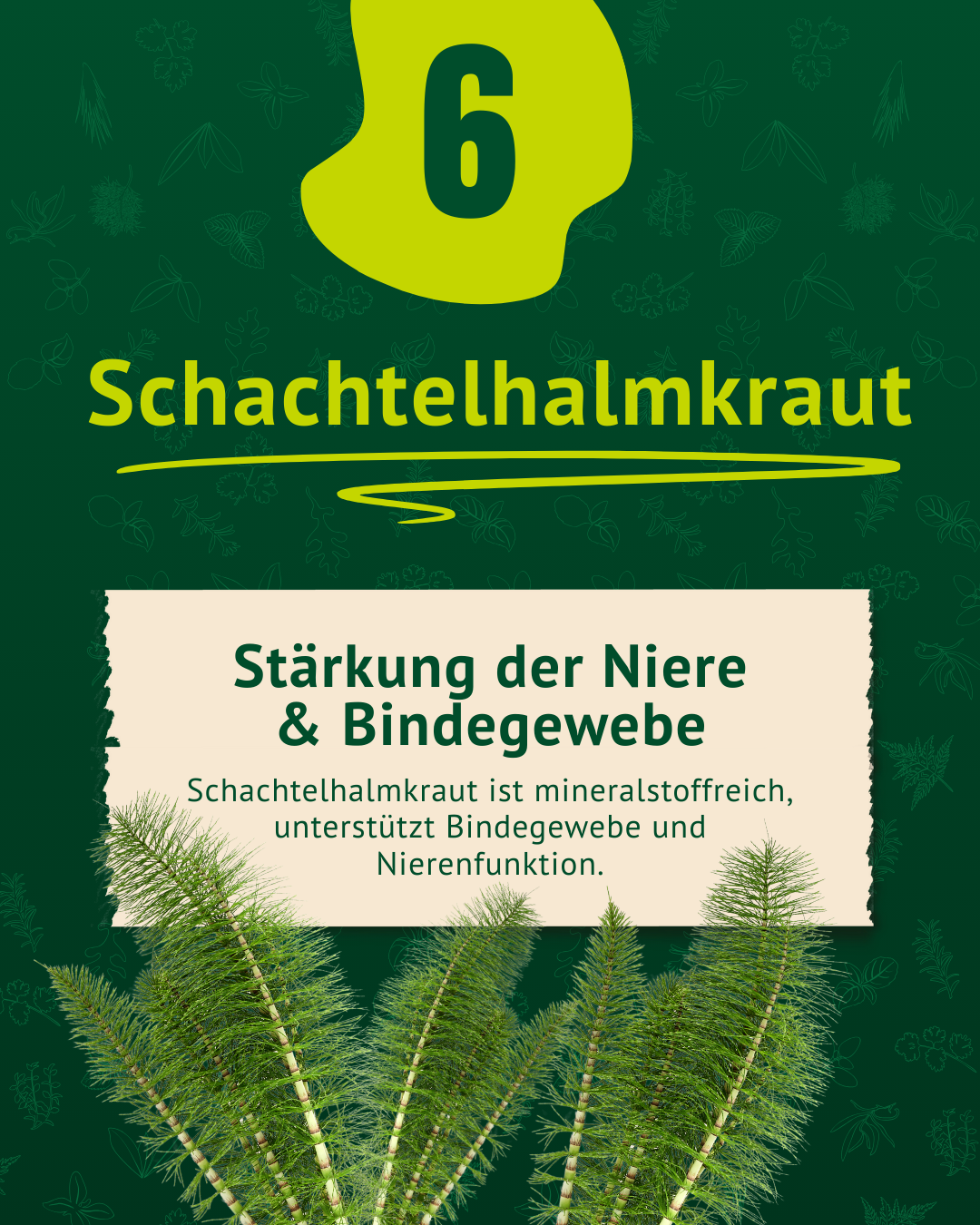 Beschreibung der Eigenschaften von Schachtelhalmkraut inkl. Foto