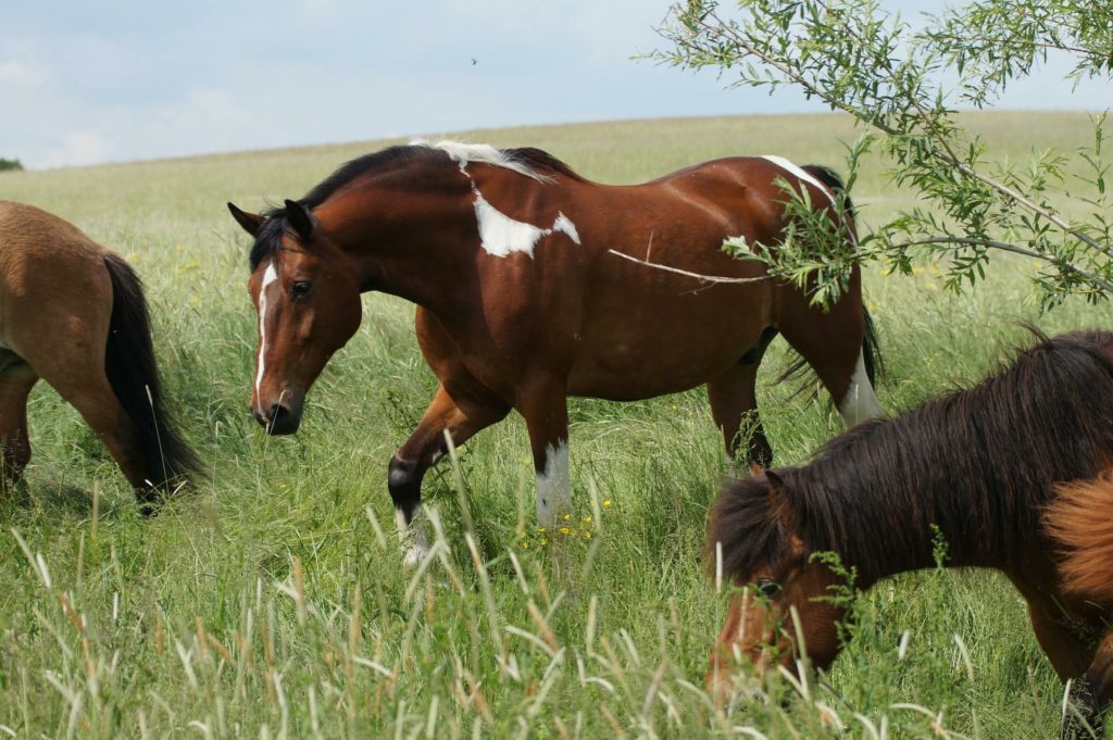 Groene haver voor paarden