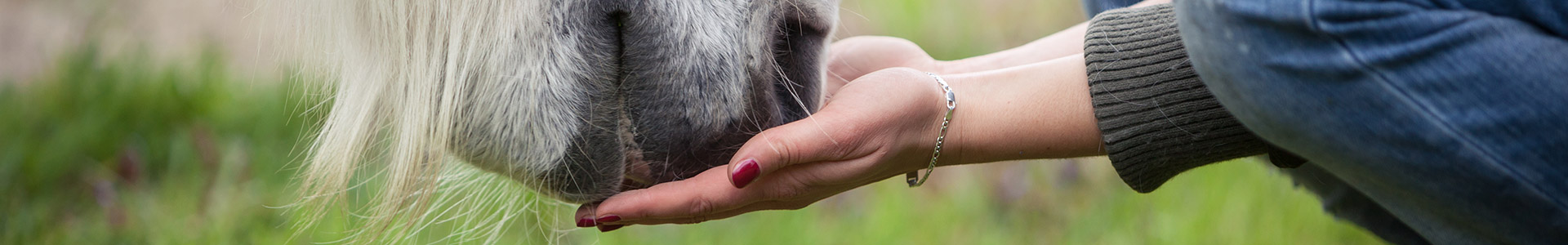 Eine Hand nähert sich der Schnauze eines Pferdes, das Gras frisst.
