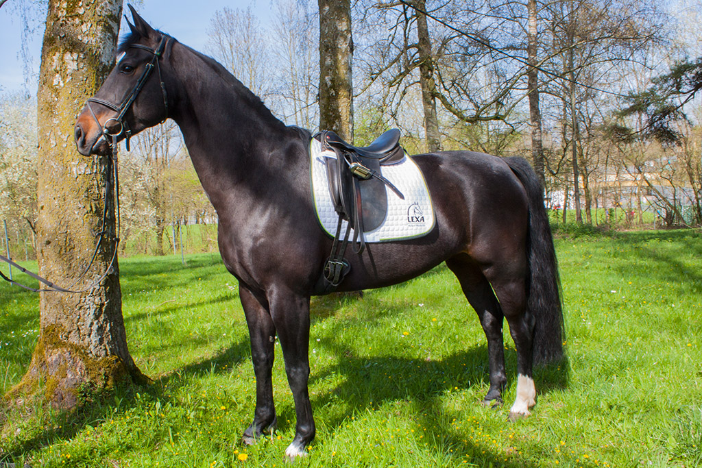 Schwarzes Pferd mit Sattel steht auf einer Wiese neben einem Baum.