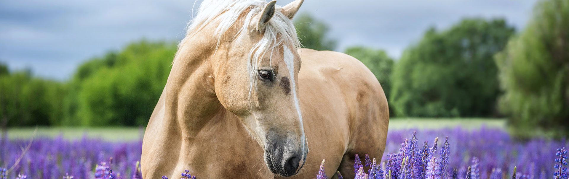 LEXA-zusatzfutter-pferd-lavendelfeld