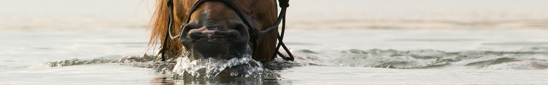 Ein Pferd, das im Wasser steht und mit dem Kopf untertaucht, spritzt Wasser.