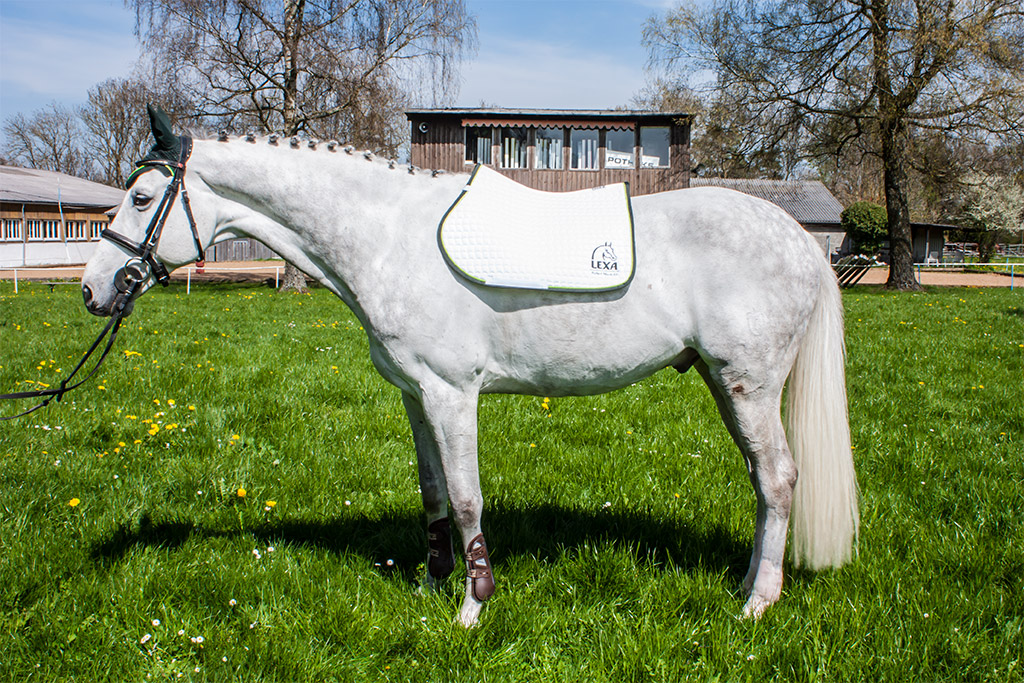 Ein graues Pferd steht auf einer grünen Wiese, mit einem Sattelblatt und Halfter.
