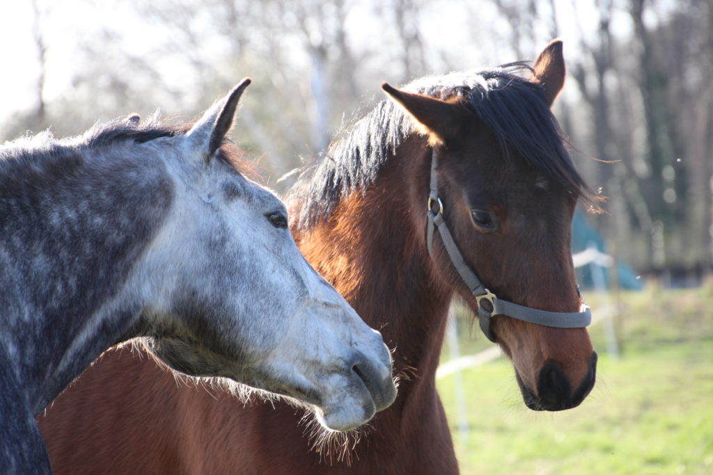 Verandering van paardenvacht: wat te voeren?