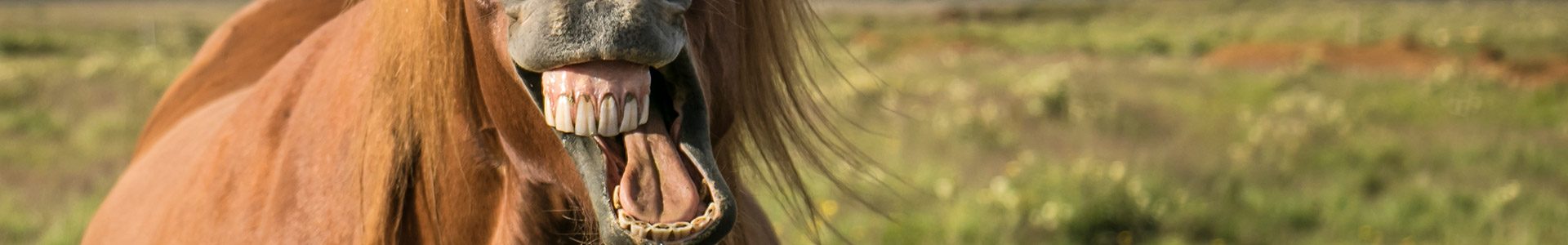 Ein Pferd mit offenem Maul, das auf einer Wiese steht.