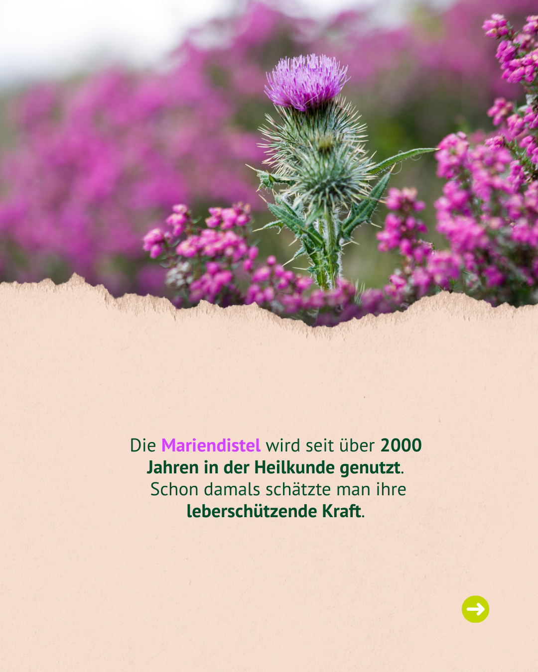 Bild mit Mariendistel