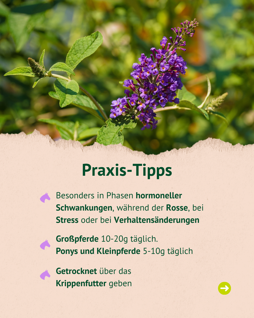 Praxis-Tipps: Besonders in Phasen hormoneller Schwankungen, während der Rosse, bei Stress oder bei Verhaltensänderungen. Dosierung: Großpferde 10-20g täglich, Ponys und Kleinpferde 5-10g täglich. Anwendung: Getrocknet über das Krippenfutter geben.