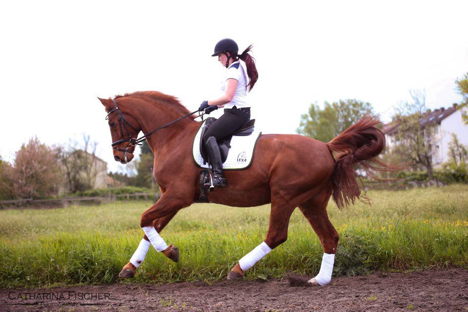 Reiterin in schwarzer Reitbekleidung auf einem braunen Pferd, das im Schritt läuft, umgeben von einer grünen Wiese.