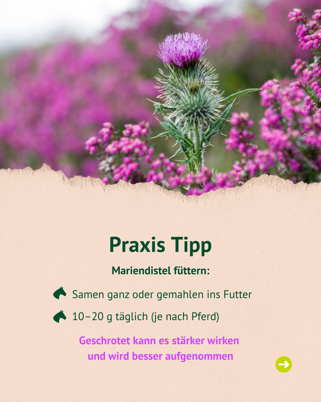 Text mit Bild und Foto