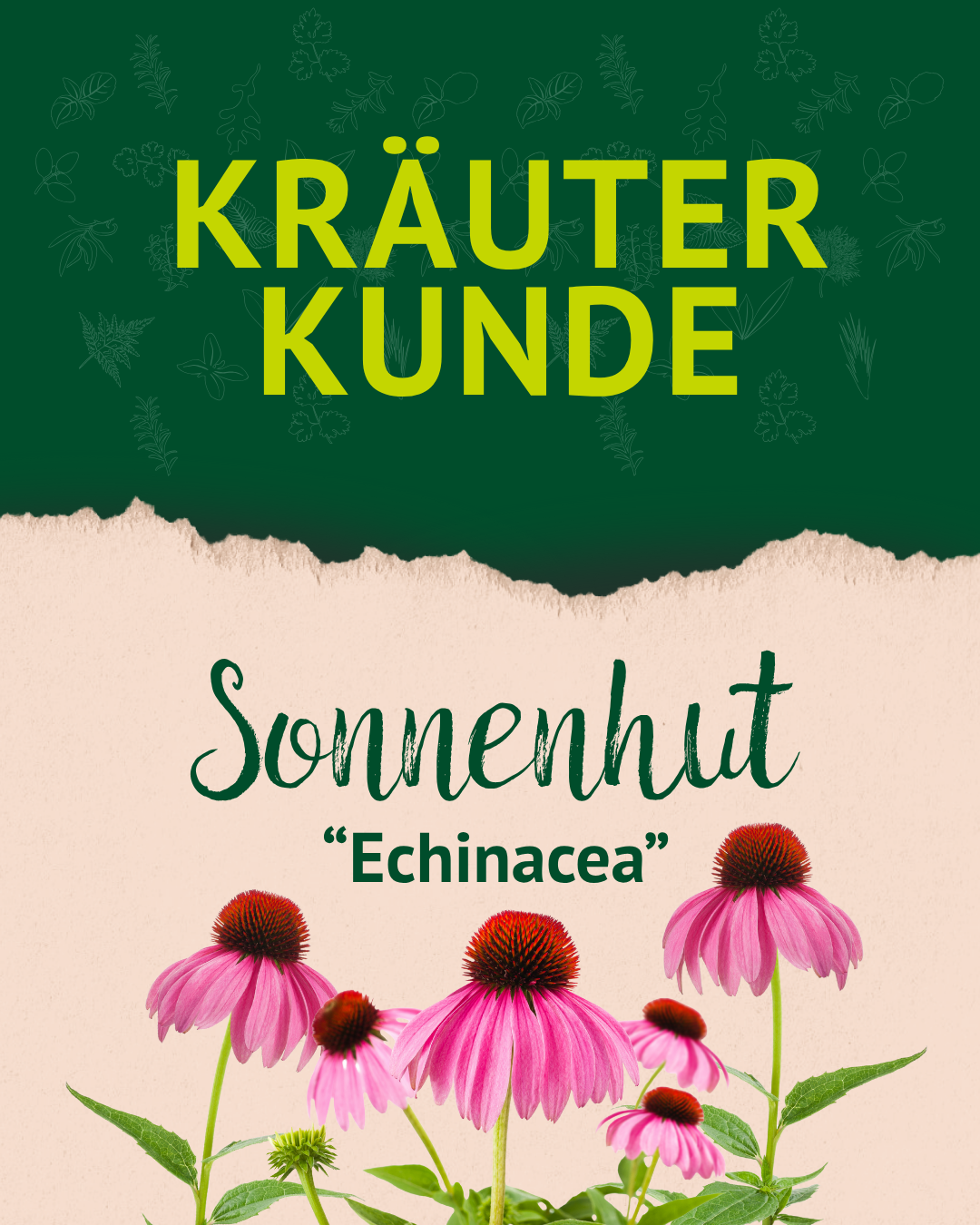 Grünes Feld mit gelbem Text 'KRÄUTER KUNDE', darunter auf beigem Hintergrund der Schriftzug 'Sonnenhut "Echinacea"' und Abbildungen von pinken Sonnenhutblüten mit braunen Kegeln und grünen Stängeln.