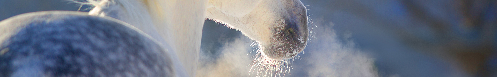 Ein Pferd mit feuchtem Atem, umgeben von Dampf in einer frostigen Umgebung.