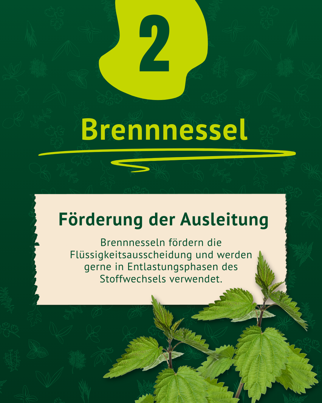 Beschreibung Brennessel inklusive Foto