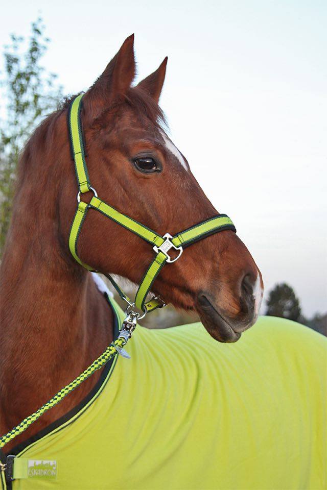 Braunes Pferd mit grünem Halfter und Decke, steht im Freien.