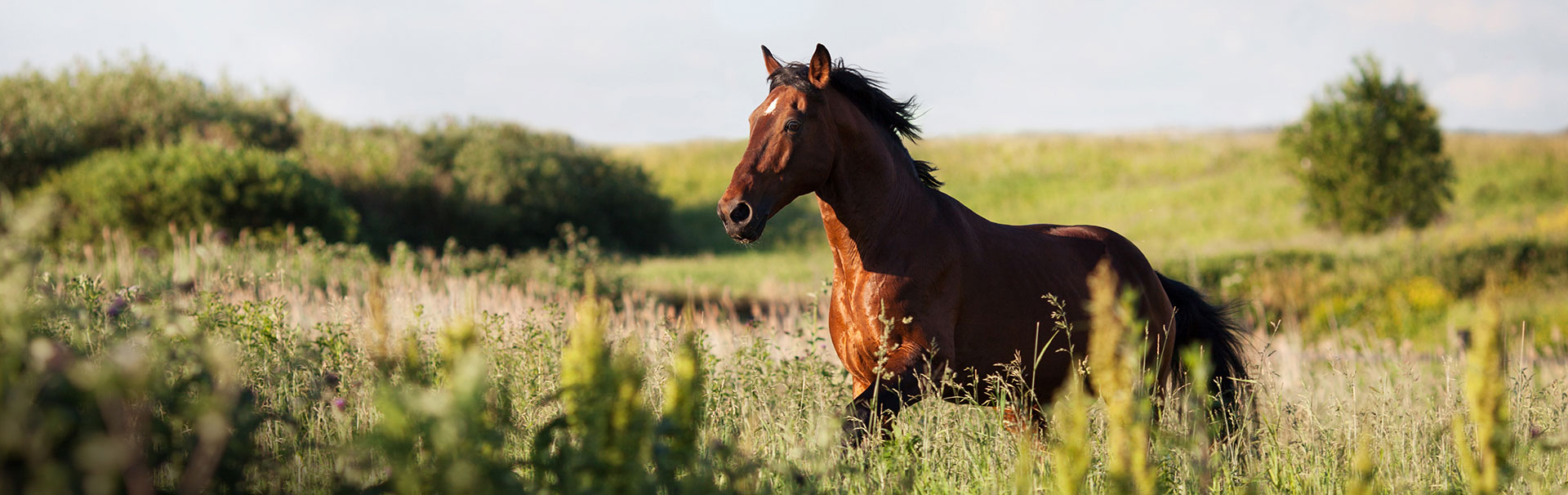 lexa-kraeuter-fuer-pferde-natuerliches-pferdefutter