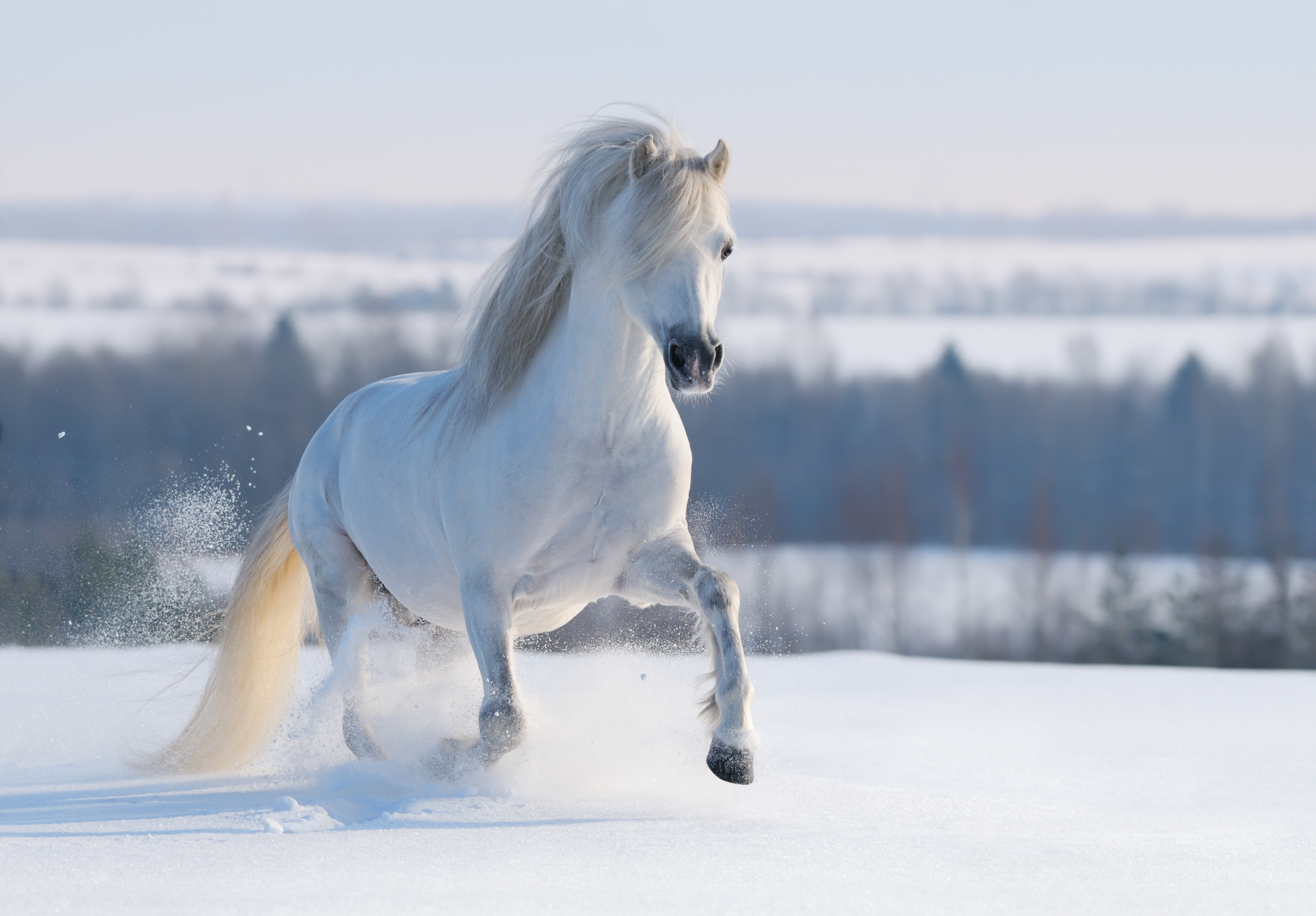 Ein weißes Pferd galoppiert durch den Schnee, mit einer majestätischen Mähne im Wind.