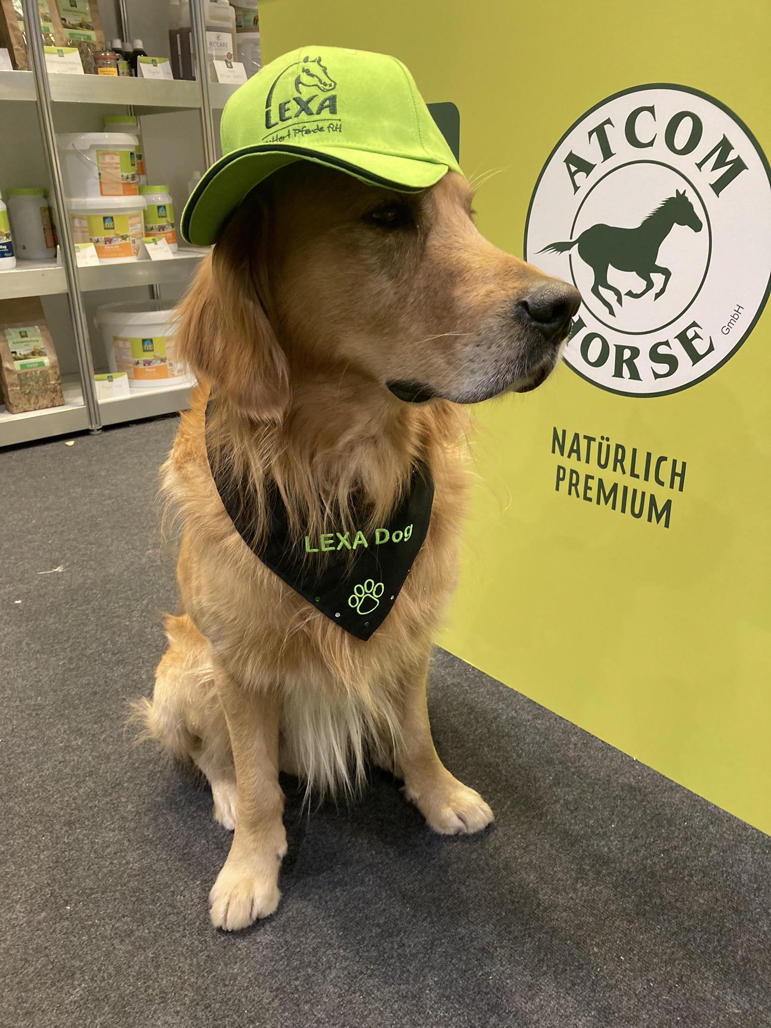 Ein Golden Retriever trägt ein grünes Cap und ein Halstuch mit der Aufschrift 'LEXA Dog'.