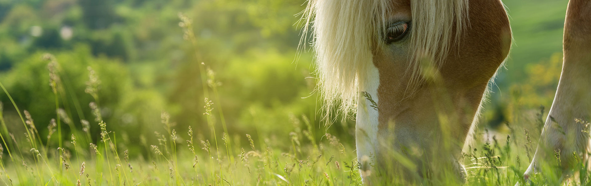 lexa-pferdefutter-haflinger-wiese