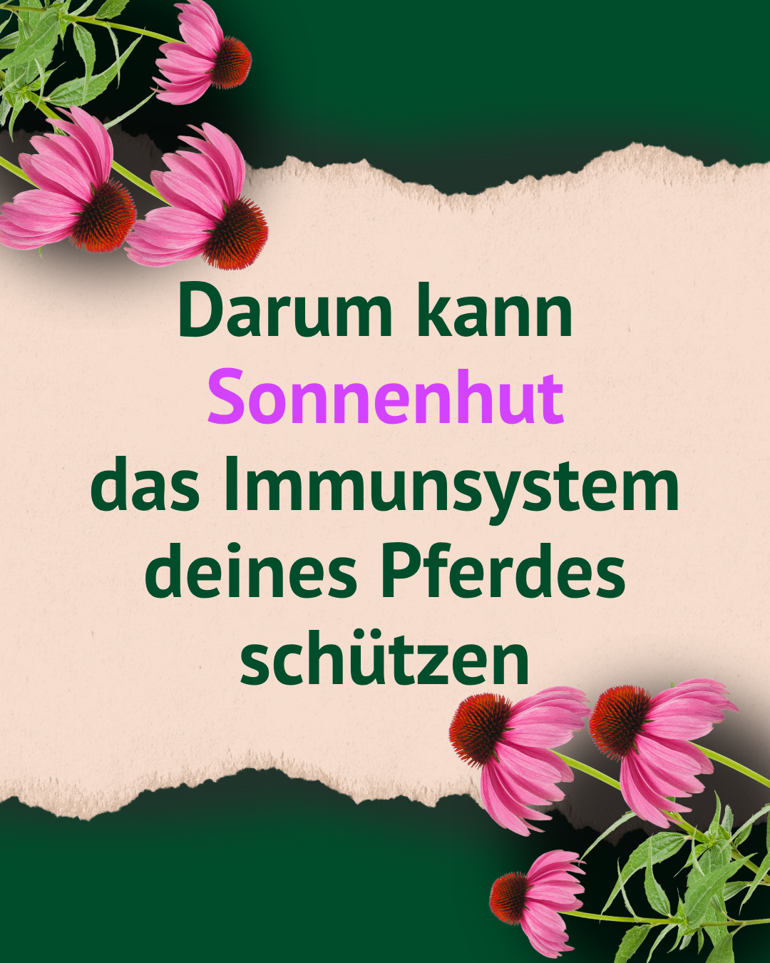 Rosa Sonnenhutblüten an den Ecken, mittig Text 'Darum kann Sonnenhut das Immunsystem deines Pferdes schützen' auf zerrissenem beigem Papier vor grünem Hintergrund.