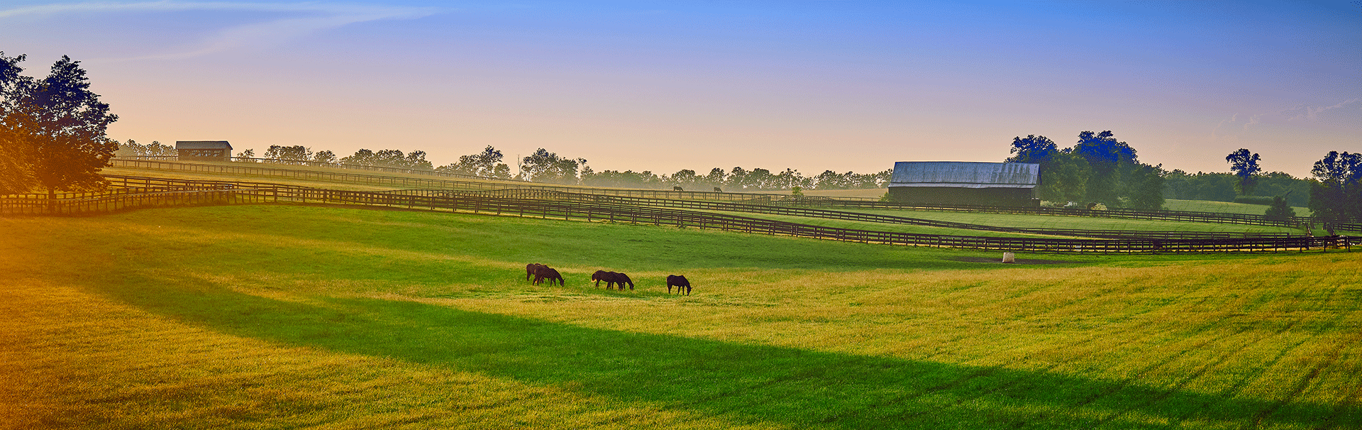 Drei Pferde grasen auf einer weitläufigen, grünen Wiese unter einem klaren Himmel.
