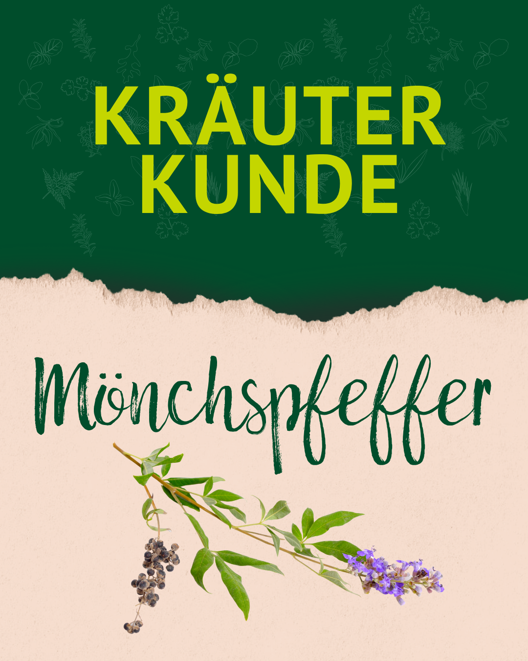 Titelfolie "Kräuterkunde: Mönchspfeffer" mit einer Abbildung der Pflanze und ihrer violett-blauen Blüte.