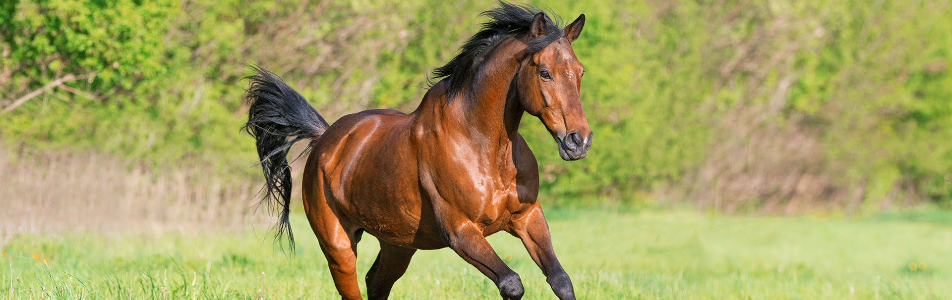 Ein braunes Pferd galoppiert über eine grüne Wiese mit Bäumen im Hintergrund.