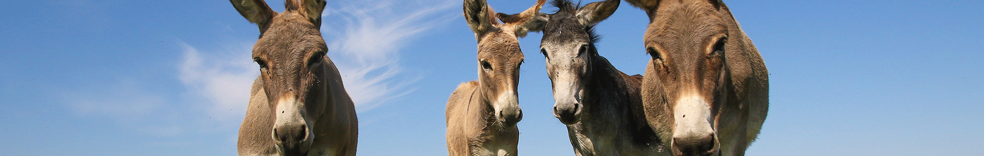 Vier Esel stehen auf einer Wiese unter blauem Himmel.
