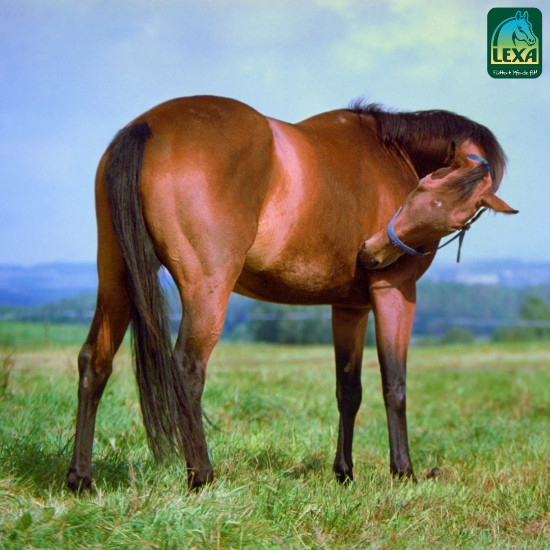 Zomereczeem, huidschimmel, sarcoïden - welke huidproblemen komen voor bij paarden?