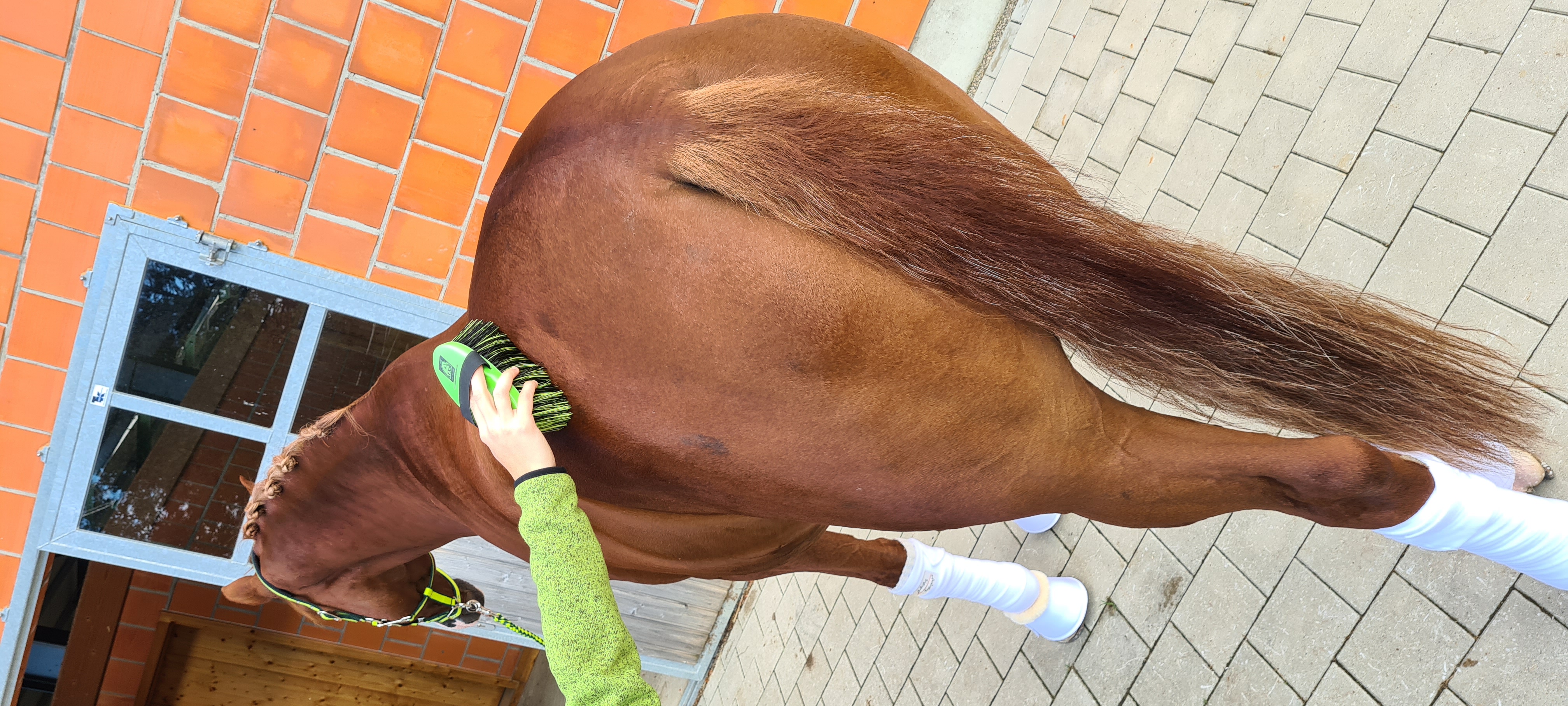 Eine Person bürstet das Hinterteil eines braunen Pferdes, das mit weißen Bandagen umwickelt ist.