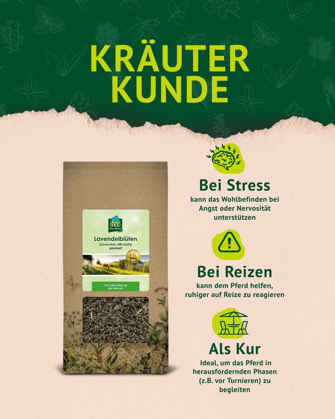 4. Lavendel Post der Kräuterkunde