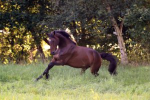 LEXA Paardenvoer – Aminozuren in de voeding