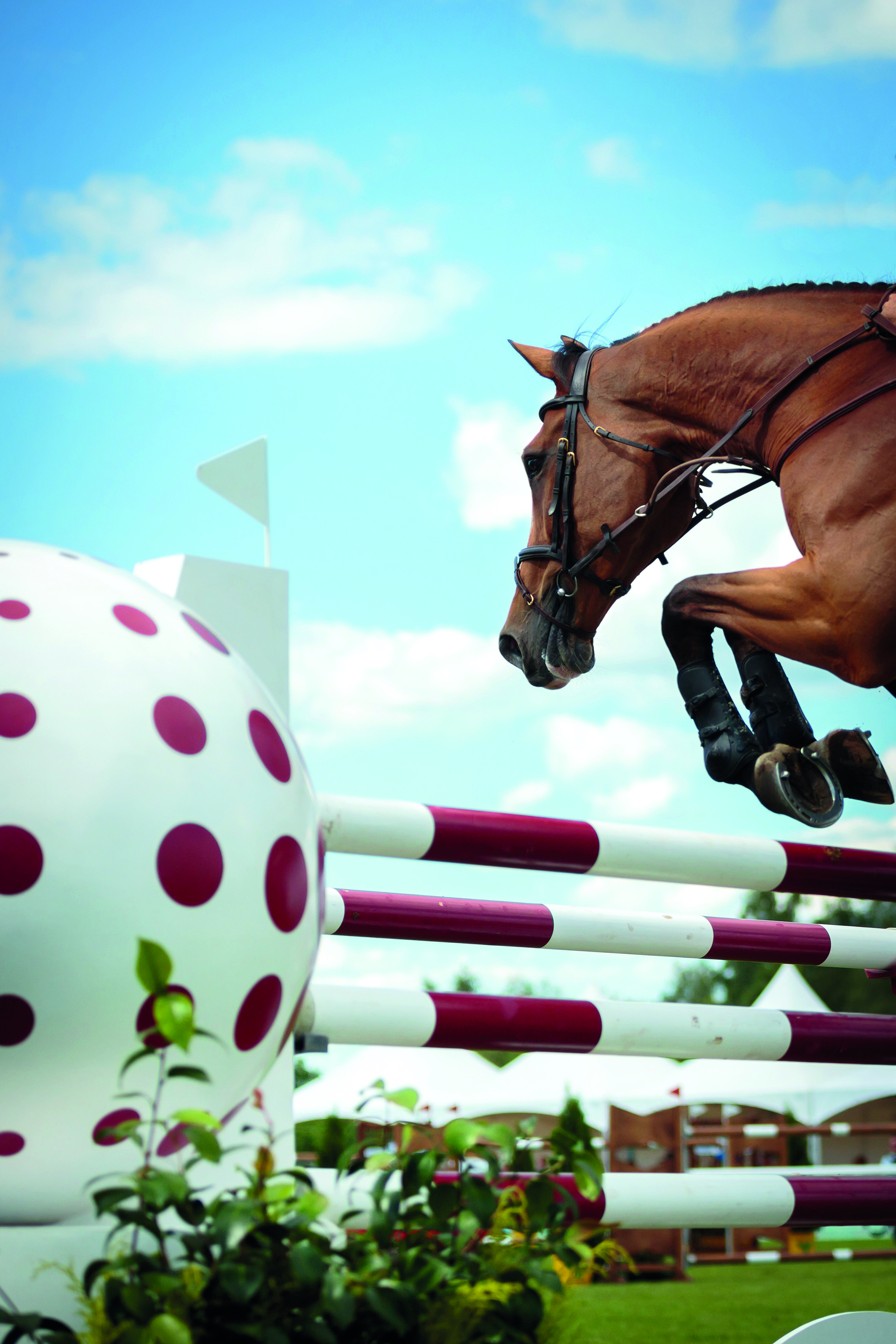 Doping in de paardensport: welke producten zijn toegestaan?