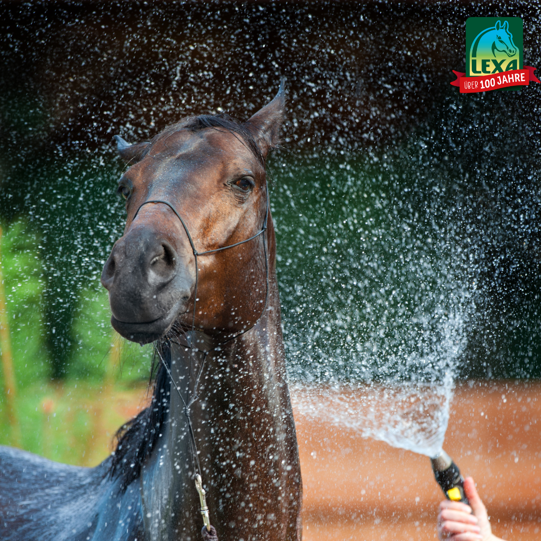 Oververhitting bij paarden