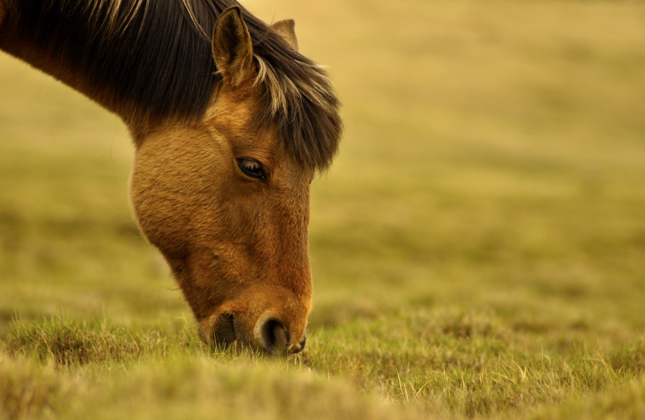 Koliek bij paarden