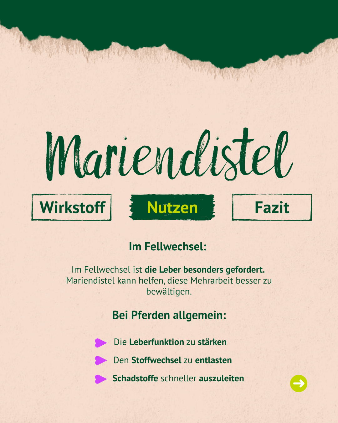 Bild mit Text über den Nutezn von Mariendistel