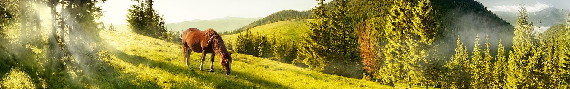 Ein Pferd grast auf einer grünen Wiese, umgeben von Bäumen und sanften Hügeln im Hintergrund.