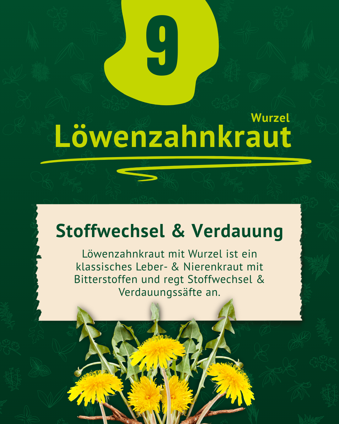 Beschreibung der Eigenschaften v. Löwenzahnkraut  inkl. Foto