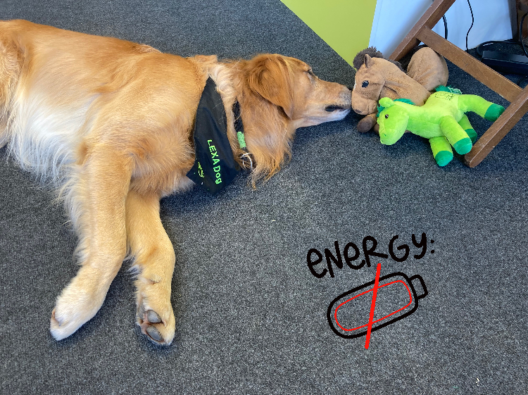 Ein Golden Retriever liegt auf dem Boden und schnüffelt an einem Spielzeugpferd und einem grünen Plüschtier. Der Text 'ENERGY: ' mit einem durchgestrichenen Batteriesymbol ist daneben.