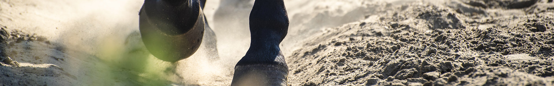 Pferdehufe, die über sandigen Boden laufen, Staub wirbelt auf.