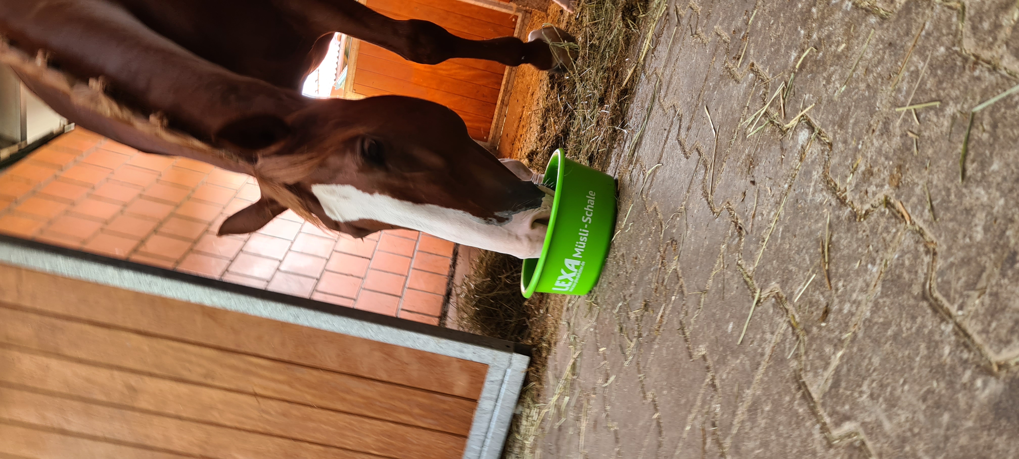 Ein braunes Pferd frisst aus einer grünen Futterschüssel in einem Stall.