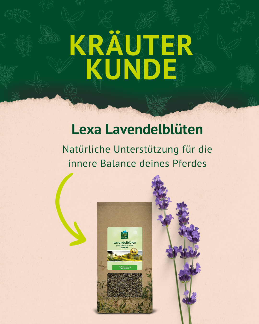 2. Lavendel Post der Kräuterkunde