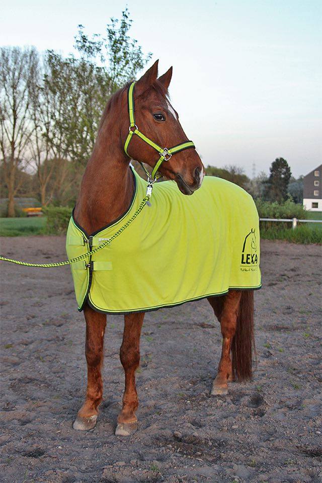 Ein braunes Pferd trägt eine leuchtend gelbe Decke mit schwarzem Rand und Halfter. Es steht auf einem Reitplatz mit Bäumen im Hintergrund.