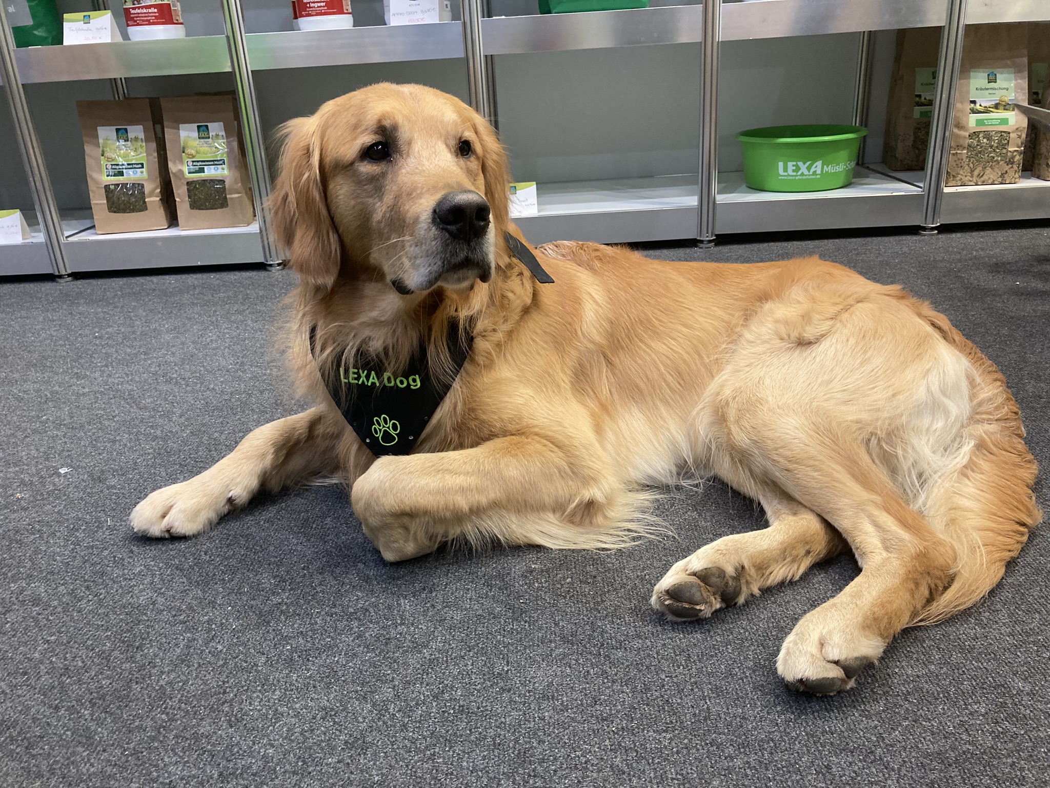 Ein Golden Retriever liegt entspannt auf dem Boden in einem Geschäft mit Tiernahrung.