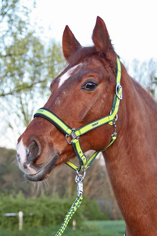 Braunes Pferd mit gelb-grüner Halfter und Leine, steht im Freien vor einer grünen Landschaft.