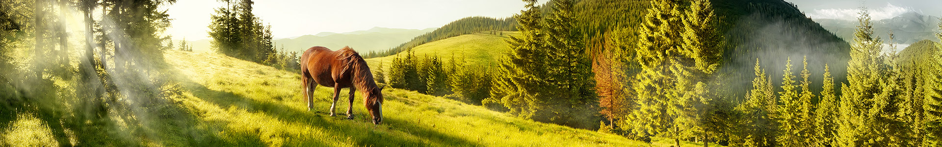 Ein Pferd grast auf einer grünen Wiese, umgeben von Bäumen und sanften Hügeln.