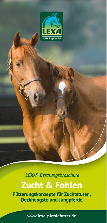 Zwei Pferde, ein Stutfohlen und eine Stute, stehen auf einer Wiese. Im Hintergrund sind weitere Pferde sichtbar.