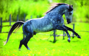 Je paard goed laten grazen