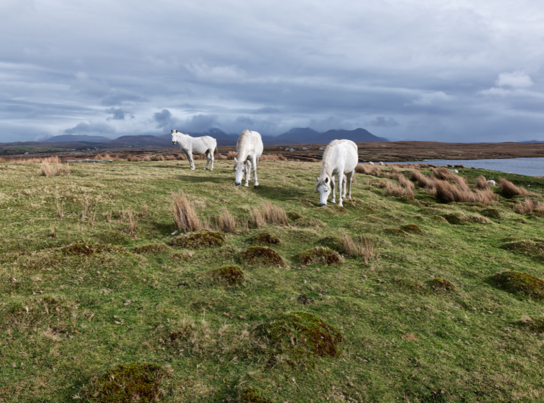 Moorpoeder voor paarden